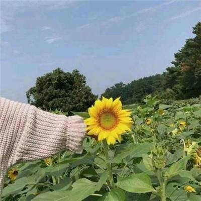 精灵大作战3d游戏